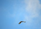 Ruigpootbuizerd (roughlegged buzzard) (Buteo lagopus) - Khogno khan 11-08-2016 (2)